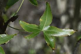 Image result for Cussonia natalensis