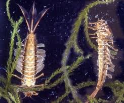 Bete Bizarre Dans L Aquarium
