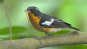 Baiklah, langsung saja simak artikel menarik tentang bagaimana cara membedakan ikan cupang jantan dengan ikan cupang betina.? Perbedaan Jantan Betina Burung Decu Kembang Ciri Ciri Khusus Yang Membedakan Murai Batu Mb Jantan Dan Betina Trotolan On Kicau Johannes Martinique