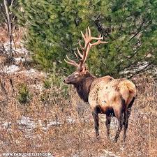 Find german words and german phrases, learn their translation online with our english to german dictionary. The 15 Best Elk Viewing Destinations In Pennsylvania