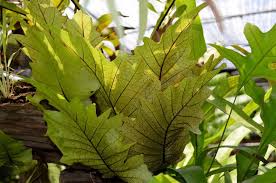 Image result for Drynaria volkensii