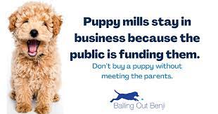 Washington Pet Storepuppy Mill Connection - Bailing Out Benji