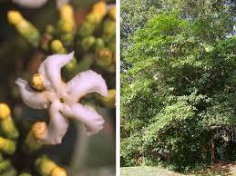 Image result for Tabernaemontana ventricosa