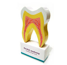 Dental Anatomy Papercraft Dental Anatomy Dental Dentistry Student