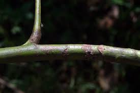 Image result for Paracroton pendulus