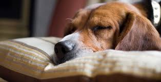 Your dog can be infected if he has spent time in a kennel, at the groomer, a dog park, a training class or anywhere there's multiple dogs. Pin On Dog Problems
