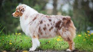 The australian shepherd has been fundamental in shaping america's farming and ranching history for centuries. Australian Shepherd For Sale Nyc Central Park Puppies