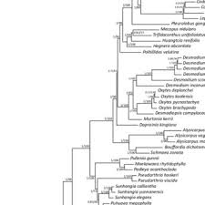 Image result for Polhillides