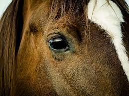 Het virus is voor het eerst geïsoleerd in de provincie west nile van oeganda in 1937. Melding West Nijl Virus Aangetroffen Bij Een Paard In Duitsland