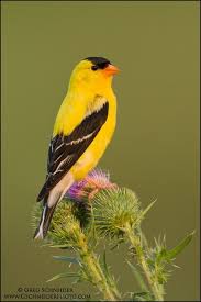 Birds Native To North Carolina Pin By Susan On Wildlife Goldfinch Wild Birds Beautiful Birds