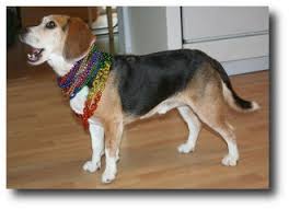 Get a boxer, husky, german hi, i am looking for a beagle puppy, i am just waiting for my parents to give me the okay into having another dog. Welcome To Sos Beagles