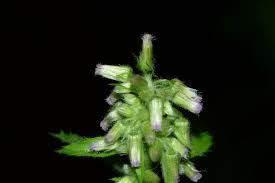 Image result for Blumea axillaris