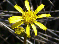 Image result for Senecio auriculatissimus