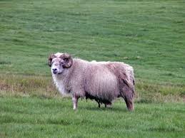 5 août 2002 à 16h23. La Laine Une Affaire De Betes