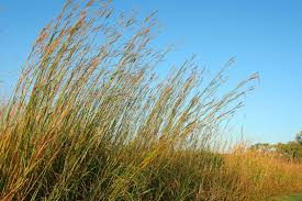 Check spelling or type a new query. Top 10 Drought Tolerant Plants For Colorado Resource Central