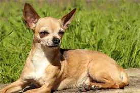 Raza De Perro Chihuahua Caracteristicas Cuidados Adiestramiento