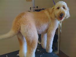 Check spelling or type a new query. How To Groom A Labradoodle Ultimate Guide Crittersitca