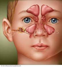 Anatomy Ear Nose Throat Child Ear Anatomy