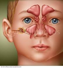 anatomy ear nose throat child ear anatomy