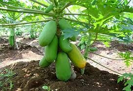 Itu dia cara menanam tomat di rumah yang sangat mudah! Cara Menanam Pepaya Di Pekarangan Rumah Kampustani Com