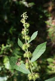 Image result for Triumfetta