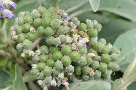 Image result for Solanum mauritianum
