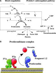 Image result for Anticoagulation Pathway