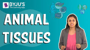 Stay tuned with byju's to learn more about the different types of cell organelles, their functions and other related topics at byju's biology Animal Tissues Youtube