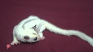 Platinum gliders have a white or light gray body with light to medium gray markings. True Platinum Mosaic 100 Cremino Het Girl Inara Youtube