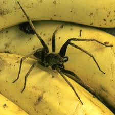 Die brasilianische wanderspinne (phoneutria nigriventer) gehört zur gattung phoneutria und zur familie der kammspinnen. Frau Findet Hunderte Gift Spinnen In Banane Derwesten De