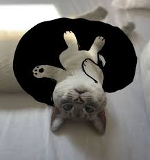 Image result for tbn:XlKqJDikDsTDFM::i132.photobucket.com/albums/q36/queen-elarab/cats/22.jpg