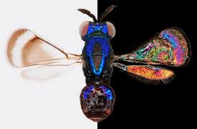 Black And White Insect With Wings Amazing World Of Insect Wing Color Discovered Insect Wings Science Images Insect Species