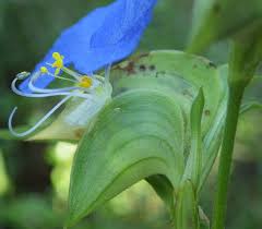 Image result for Commelina latifolia