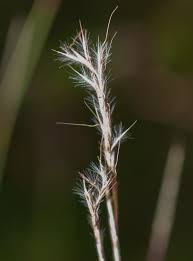 Image result for Aristida bipartita