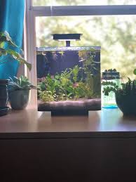 My Boy And His Recently Trimmed Jungle Bettafish