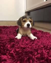 10 Best Dog Dandruff Shampoo That Absolutely Works 2018 Video Video Cute Beagles Cute Dogs Funny Dogs