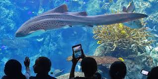 Check spelling or type a new query. Aquarium Of The Pacific Visit California