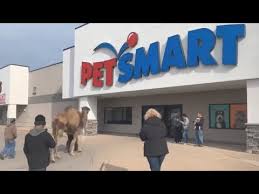They eventually got jeffrey to a scale and he weighed in at exactly 1400 pounds. Taking A Camel To The Store Youtube