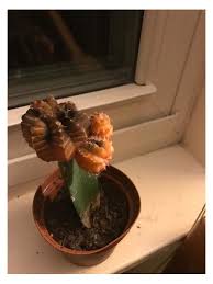 The spines of these cactuses are designed to catch hold of anything that comes in range, including you. Ruby Ball Cactus Problem Red Top Part Turning Dark
