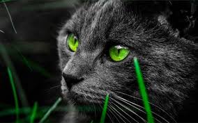 Cat Green Eyes Cat Pisica Black Face Grass Animal Cat Wallpaper Cats Cat Greens