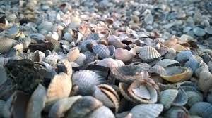 Beberapa kijing dijumpai pada daerah tepi atau dekat dengan daratan. Kijing Kerang Di Sungai Tawar Yang Enak Dan Bergizi Halaman 1 Kompasiana Com