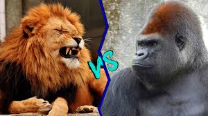 They are approximately 8 feet long, run up to the gorilla would need to get a bite on the lion for it to be fatal. Lion Vs Gorilla Who Would Win Youtube