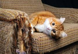 Kedi Ve Kopeklere Kemik Verilmesi Zararli Mi Pet Ihtiyac Blog