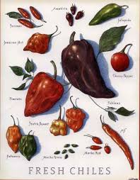 chiles frescos tips de chiles mexico types of chillis fesh