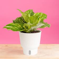 Image result for Kaempferia