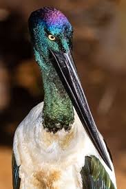 Australian Bird With Black Head And White Body Jabiru Wild Bird Wednesday Wildlife Photography Portrait Birds