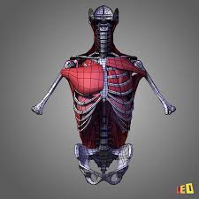 Every effort was made to make sure this is anatomically correct as possible. Torso Muscles Of The Human Body 3d Model 33 Ma Max 3ds Obj Lwo Free3d