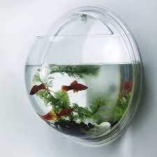Beli aquarium besar online berkualitas dengan harga murah terbaru 2021 di tokopedia! Aquarium Gantung Bulat Tempel Tembok Dinding Hanging Soliter Solitair Murah Shopee Indonesia