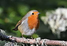 Pin Op Kuslar Birds