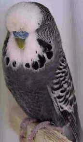 I hope i'll get confirmation soon. Would It Be Possible To Breed A Completely Black Parakeet Budgie Quora